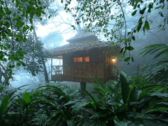leafy green forest, or misty jungle, small wooden hut, with a roof made of straw, diy treehouse, lit from inside and outside