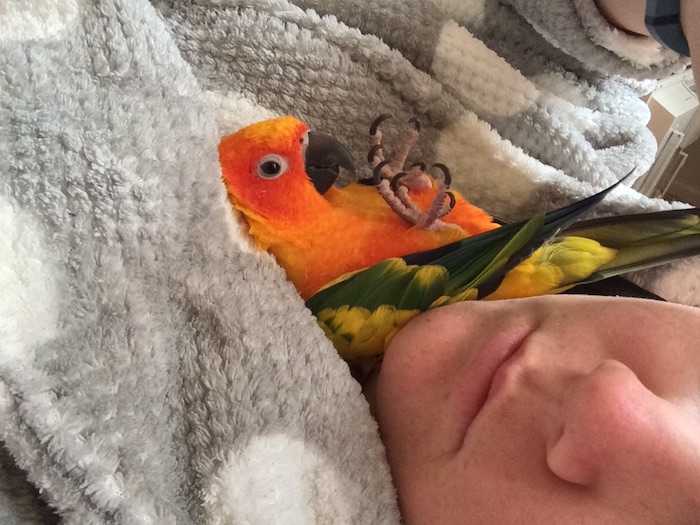 low maintenance pets for apartments, parrot with orange, green and yellow feathers, resting on a person's pale grey and white jumper, near their face