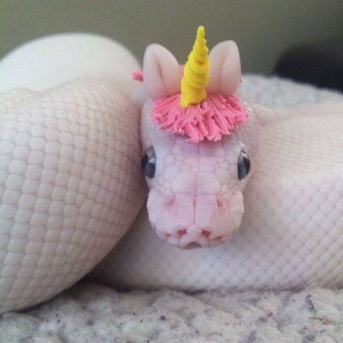 unicorn head decoration, made from moulding clay in pink and yellow, worn by a white and pink snake, coiled on a fluffy blanket, exotic pets list 