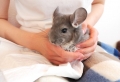 The Top 10 Unusual and Exotic Pets You Can Legally Own