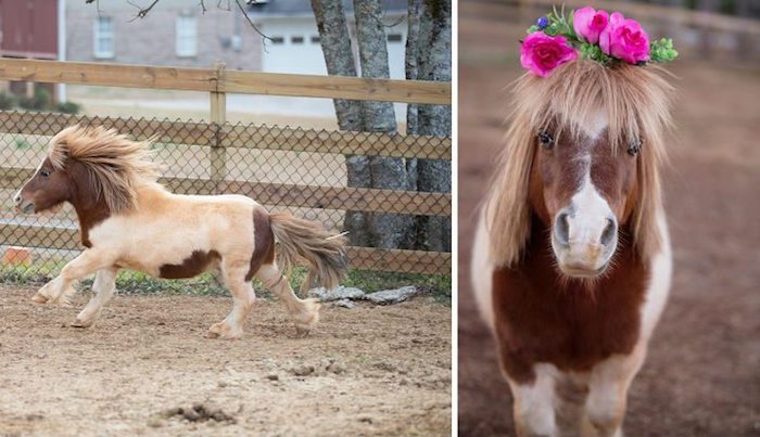 running miniature pinto horse, with cream and brown coat, and blonde mane, next photo shows the same animal, wearing a flower crown