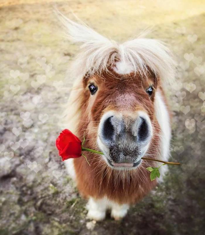 miniature pinto horse, with brown and white coat, holding a red rose in its mouth, and facing the camera