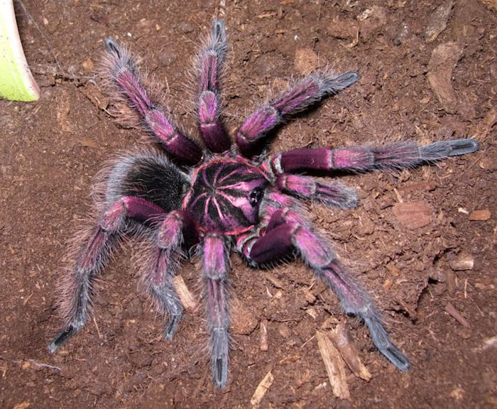 pinky purple and black tarantula, with striped body, exotic animals, resting on a surface, covered with loose soil