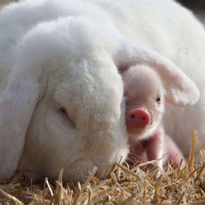 huge white rabbit, hiding a little pink piglet under its ear, both are laying on a bed of yellow straw