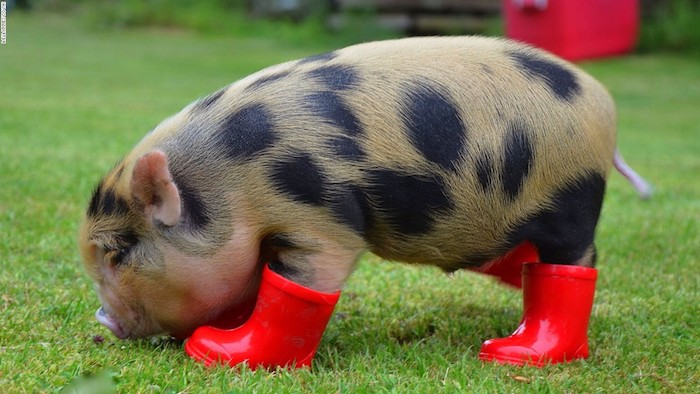 wellington boots in red, miniature rain booties, worn by a pot bellied piglet, with pale orange and black fur, standing on green grass