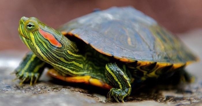 striped green and yellow, red-eared turtle, with dark green and yellow shell, low maintenance pets, seen in close up