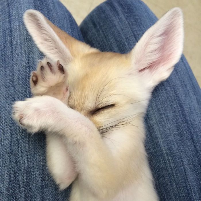 paws hiding a fennec fox' face, while it's sleeping on a person's legs, exotic pets list, desert fox pet