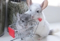 The Top 10 Unusual and Exotic Pets You Can Legally Own