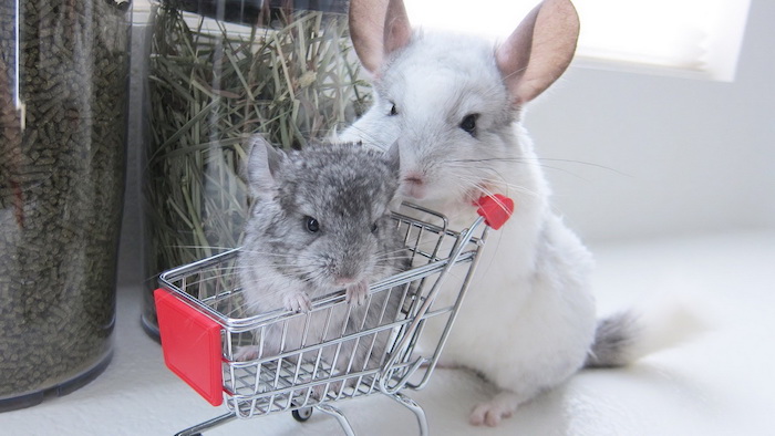 mother chinchilla with white fur, pushing gray chinchilla baby, inside a miniature shopping cart, low maintenance pets for apartments, two jars in the background 