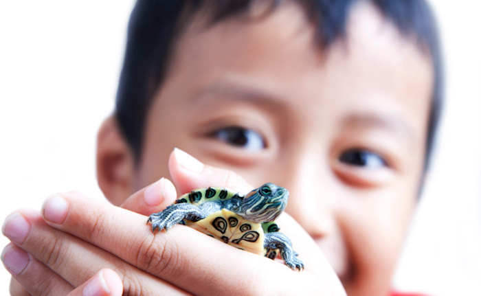 asian child smiling, while holding a small red eared turtle, in his little hands, low maintenance pets, bright white background
