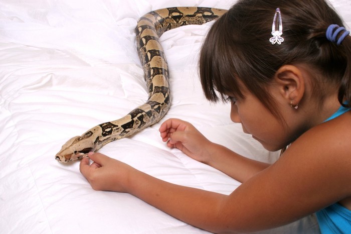 young girl trying to pet a large snake, exotic animals as pets, with beige and dark brown scales, lying on a white duvet