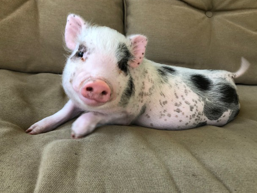 piglet with light pink and black spotted skin, and short white fur, resting on a khaki beige sofa 