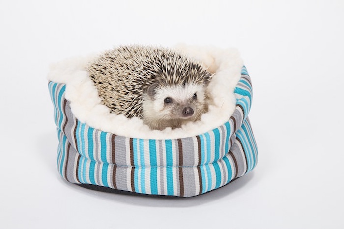 bed for hedgehogs, made from striped, teal and white, gray and brown fabric, low maintenance pets for apartments, fluffy white bedding, and small hedgehog inside