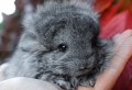 The Top 10 Unusual and Exotic Pets You Can Legally Own