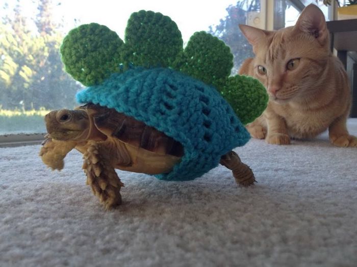 low maintenance pets, tortoise wearing a green and blue, cable knit shell cover, made to look like a dinosaur's hide, orange tabby cat nearby
