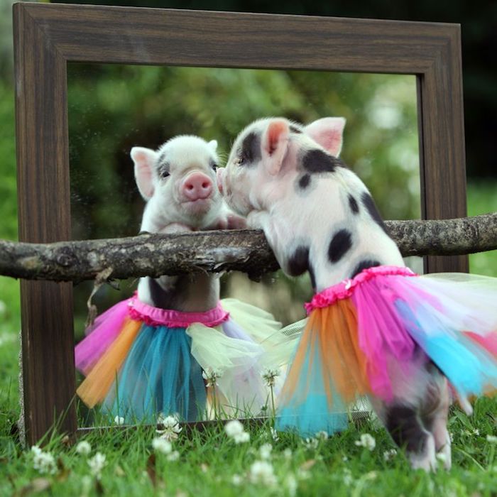 ballerina piggy wearing a multicolored tutu, leaning on a branch, in front of a large mirror, pet ideas, short white and black fur, funny photo