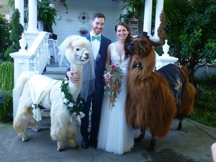 bride and groom, posing with a brown llama, and white fluffy alpaca, also dressed like a bride and groom, unusual pets, funny wedding photo