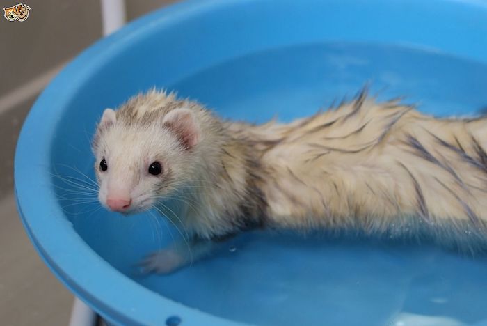 ferret with pale beige and brown coat, taking a bath, low maintenance pets for apartments, inside a blue plastic basin, half-filled with water