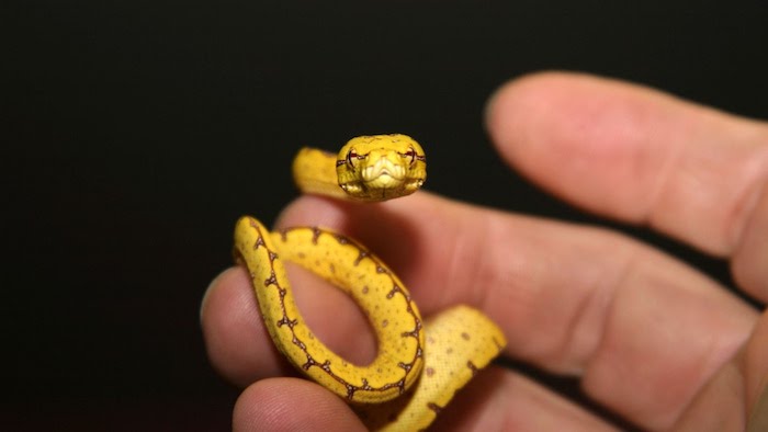 exotic animals as pets, tiny yellow snake, with a brown pattern, coiling around a person's fingers, seen in close up