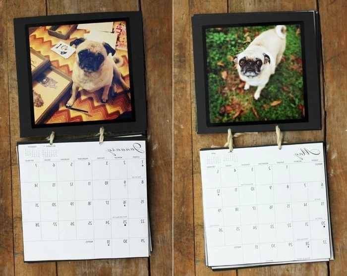 different photos of pugs, decorating a diy wall calendar, homemade gift ideas, placed on a wooden surface