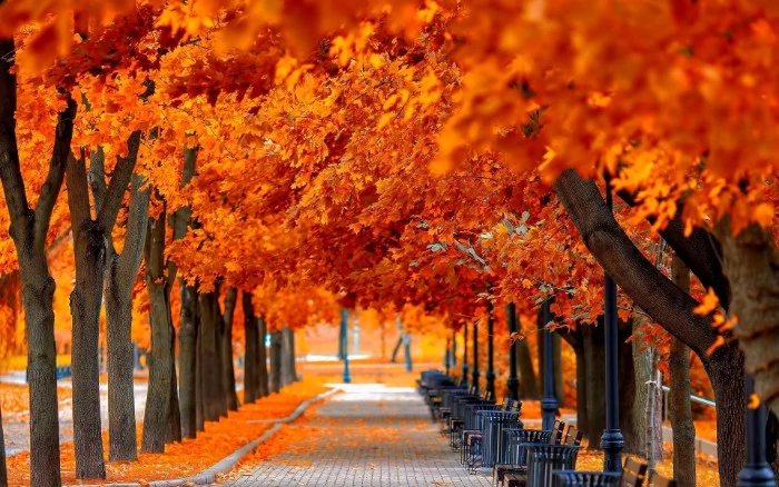 thanksgiving messages for friends, bright orange folliage, on multiple trees, growing on either side of a paved road, with benches and rubbish bins