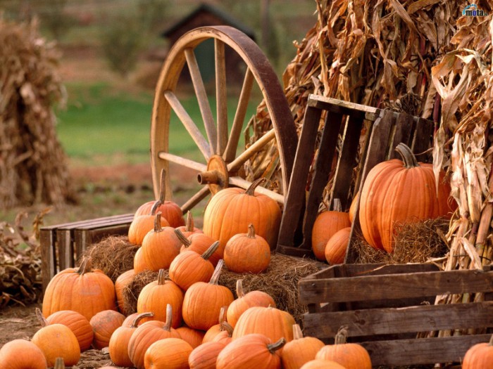 crates made of wood, and a cartwheel, surrounded by dried maize leaves, and multiple orange pumpkins, in different sizes, thanksgiving greeting message, countryside imagery