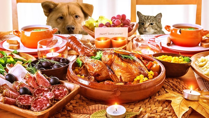 salami and olives, a roasted turkey, and two bouls of soup, on a table with several small candles, thanksgiving card messages, cat and dog looking at the food