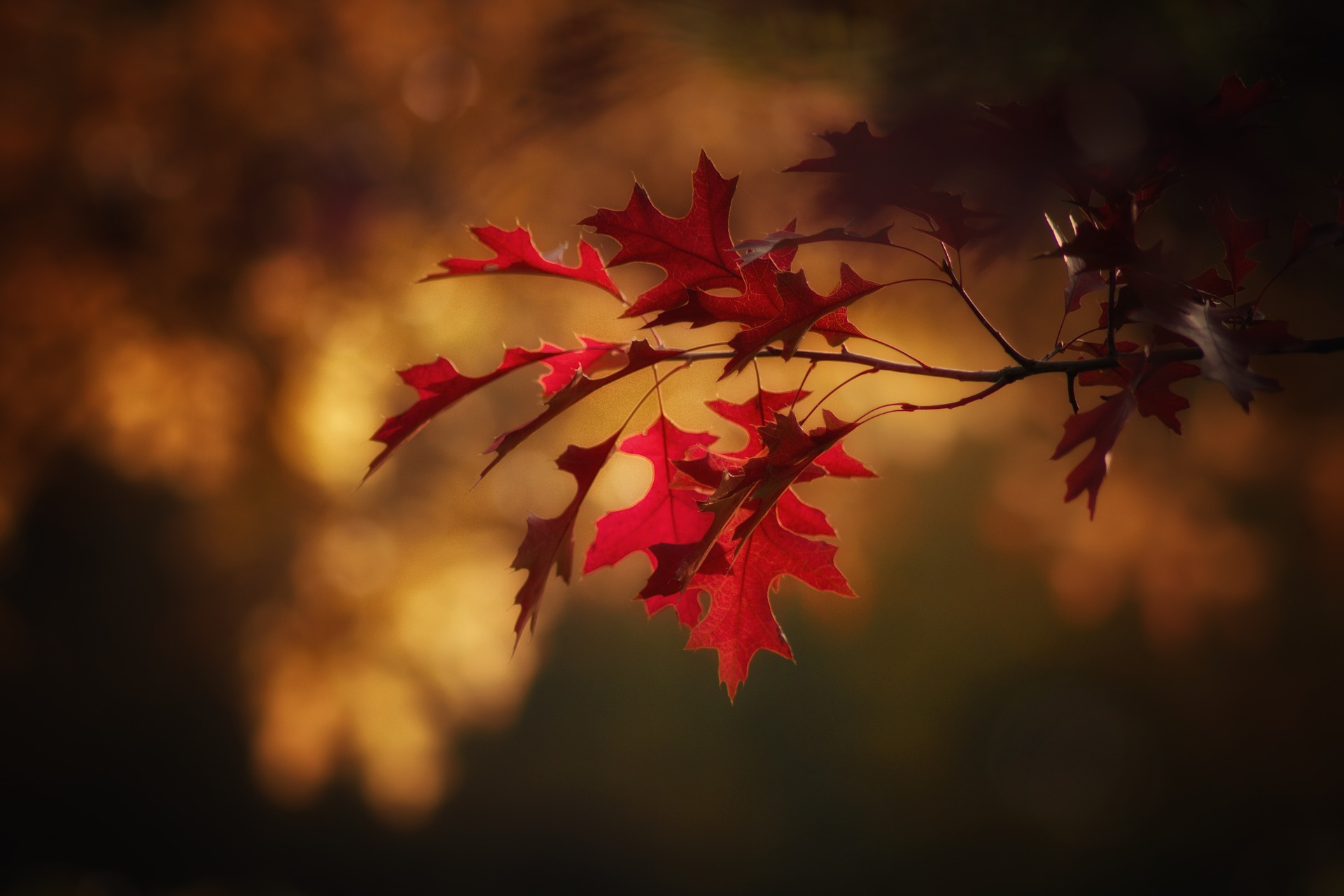 red fall leaves, on a small thin branch, seen in close up, thanksgiving greetings, blurry brown background