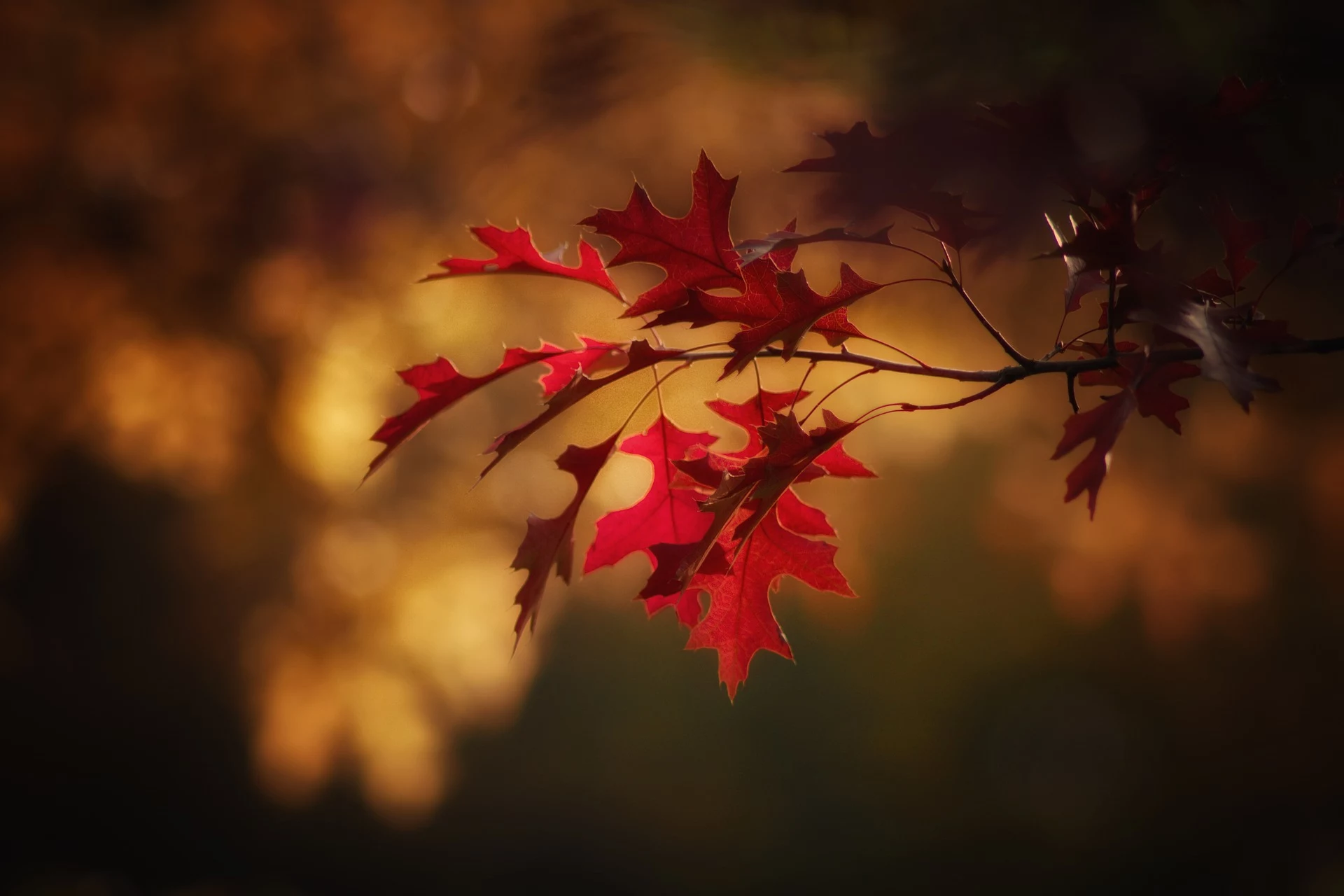 red fall leaves, on a small thin branch, seen in close up, thanksgiving greetings, blurry brown background