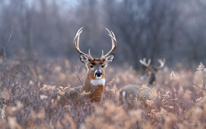 young deer with small antlers, standing in a field, with tall wiltered plants, thanksgiving greetings, fall in the woods