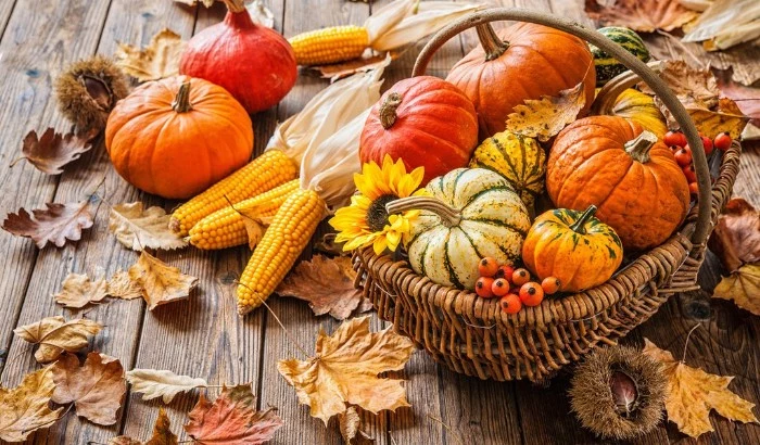 rattan basket containing pumpkins in different colors, a small sunflower and some orange berries, happy thanksgiving wishes, ears of corn and dried fall leaves nearby