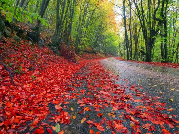 road passing trough a forest, with multiple red fall leaves on the ground, thanksgiving greetings, trees with yellow and light green folliage, on either side