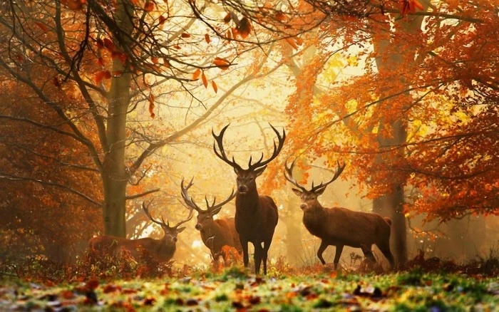 thanksgiving wishes, four deer with long antlers, standing in a forest, surrounded by trees, covered in orange fall leaves, and green grass covered in frost 