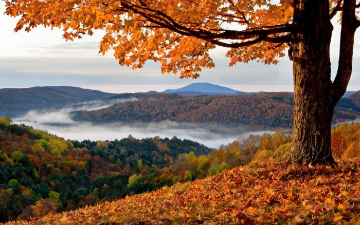 a single tree, with orange fall leaves, on a hill, overlooking a mountainous region, thanksgiving wishes, forests with multioclored trees, surrounded by white mist, in the distance