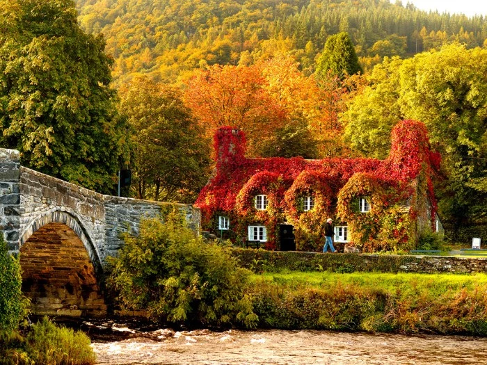 country house covered in pale green, yellow and red climbing plants, near a river with a stone bridge, thanksgiving wishes, trees with leaves in different colors