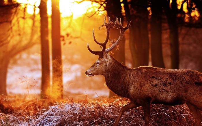 elk walking through a fall forest, with afternoon sunlight visible through the trees, thanksgiving message to employees, dried shrubs on the ground 