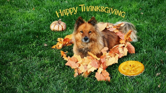 dog laying on a green lawn, surrounded by faux, decorative autumn leaves, thanksgiving messages for friends, a pie and a small pumpkin nearby