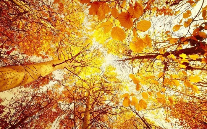 several birch trees, covered in yellow and orange fall leaves, seen from below, pale sky in the background