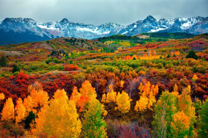 colorful landscape featuring multiple trees, with yellow and orange, green and red, brown and beige folliage, thanksgiving card messages, snowy mountain range in the background