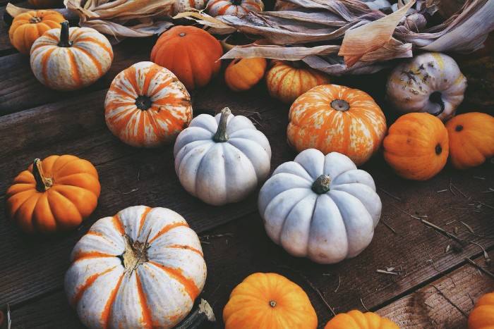 dozens of small pumpkins, white and orange, and featuring stripes, on a dark wooden surface, with dried maize leaves nearby