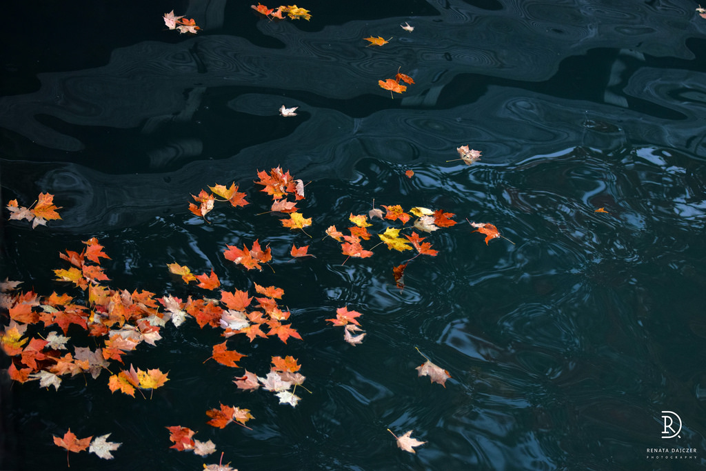 multiple leaves in yellow and orange, floating on top of a dark pool of water, with small waves, thanksgiving text messages
