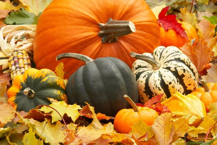 dried fall leaves, in yellow and orange, and light green, under five pumpkins, in different sizes and colors, thanksgiving messages for friends, an ear of multicolored corn nearby
