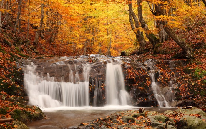 thanksgiving greetings, river with a small waterfall, running through a forest, with trees covered in yellow and orange leaves