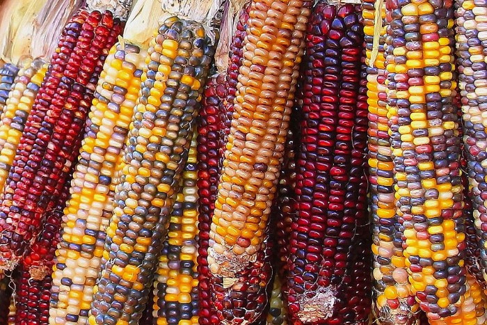 ears of corn, with kernels in many different colors, white and yellow, dark red and purple, orange and dark blue, seen in close up