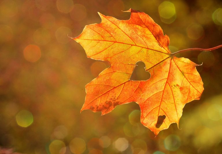 heart-shaped hole, on an orange fall leaf, seen in close up, thanksgiving greetings, blurry background in brown and orange