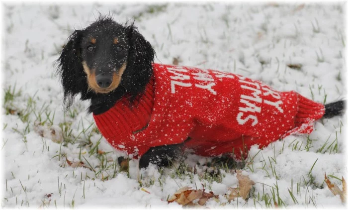adult dachshund in a red jumper, with a festive message, written on the jumper's back in white, cute christmas sweaters, snow on the ground and on the dog's head