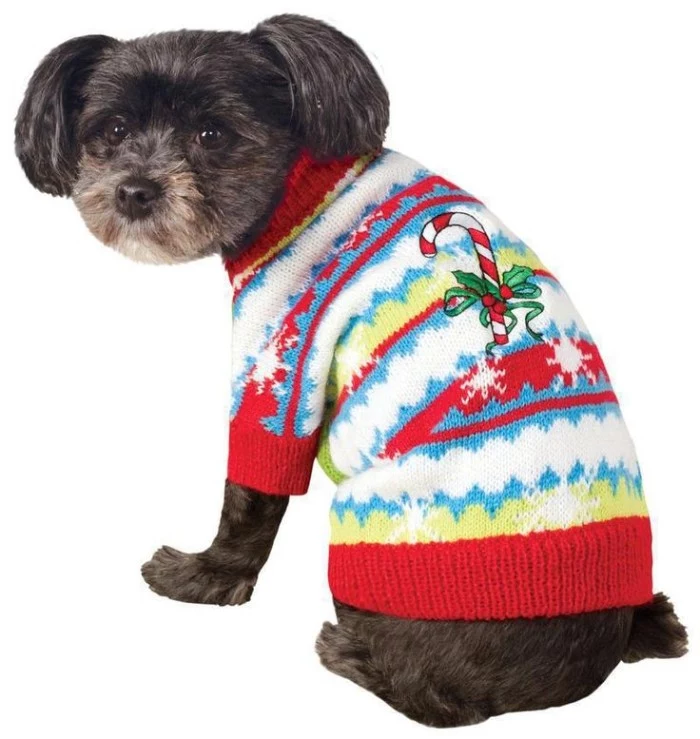 candy cane and a holly branch, embroidered on a multicolored jumper, worn by a brown dog, with a beige muzzle, cute christmas sweaters, on a white background
