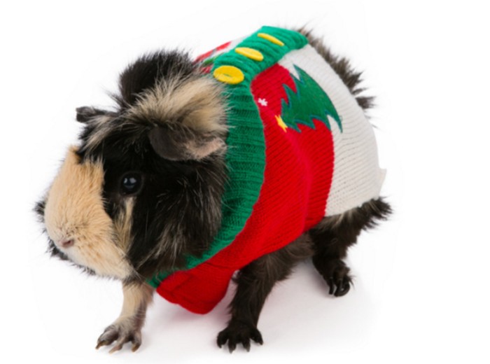 yellow buttons on a red and white jumper, with green details, and a christmas tree motif, on a guinea pig, with brown and cream fur, ugly sweater party for animals