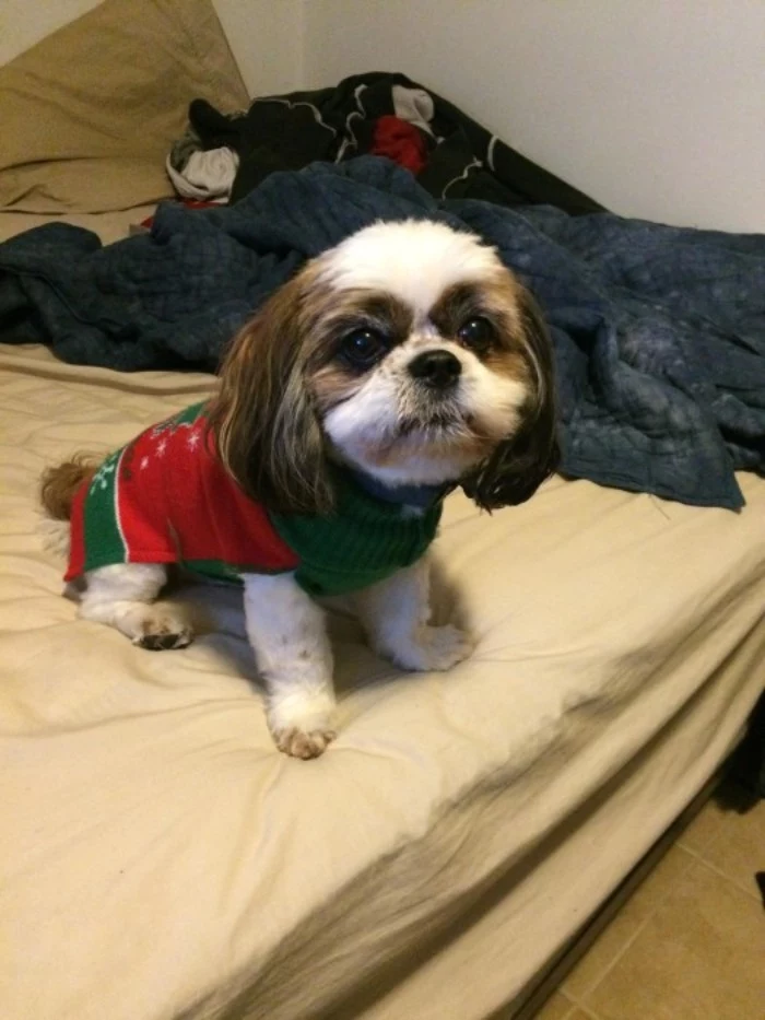 cross between a shih tsu, and a king charles cavalier spaniel, with brown and white fur, wearing a red and green xmas jumper, cute christmas sweaters for puppies