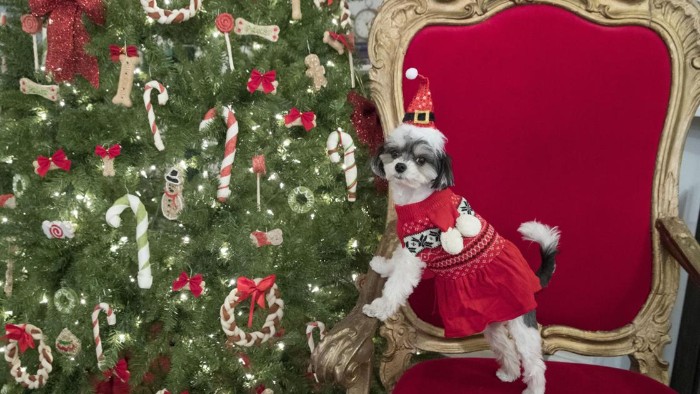 shih tsu dressed in a red jumper, featuring white and black fair isle patterns, standing on a red and gold baroque chair, near a lavishly decorated christmas tree, cute christmas sweaters